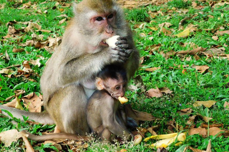Khao Sok Jungle Day Trip - Jungle Trekking & Bamboo Rafting