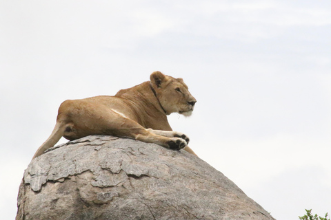 3 Days Safari Adventure Explore the Wild Heart of Africa