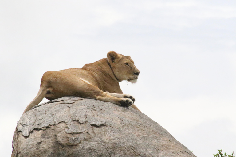 3 Days Safari Adventure Explore the Wild Heart of Africa