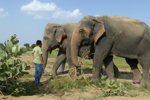 Same-Day Taj Mahal & Agra Fort with Elephant Sanctuary Tour From Agra: Taj Mahal + Agra Fort + Elephent Sanctuary