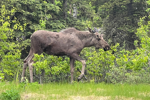 From Anchorage: Valley and Forest Hike with Naturalist Guide