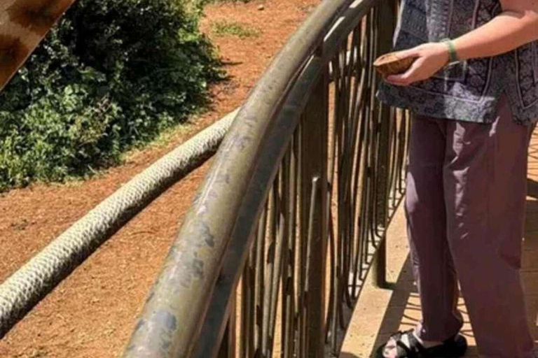 Nairobi: Giraffe Centre Visit and Giraffe Feeding Experience