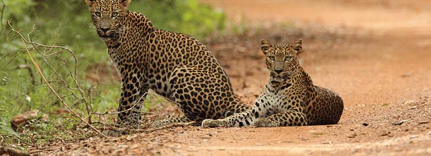 Yala/Mirissa : Safari d'une journée complète tout compris au parc de Yala