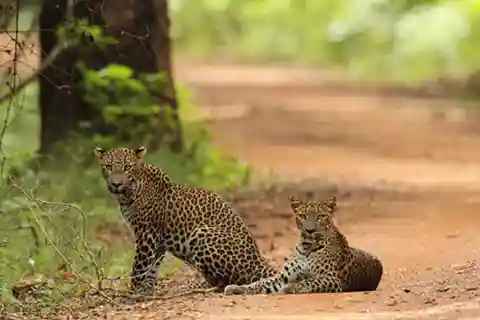 From Ella: Udawalawe & Yala National Parks 2-Day Tour