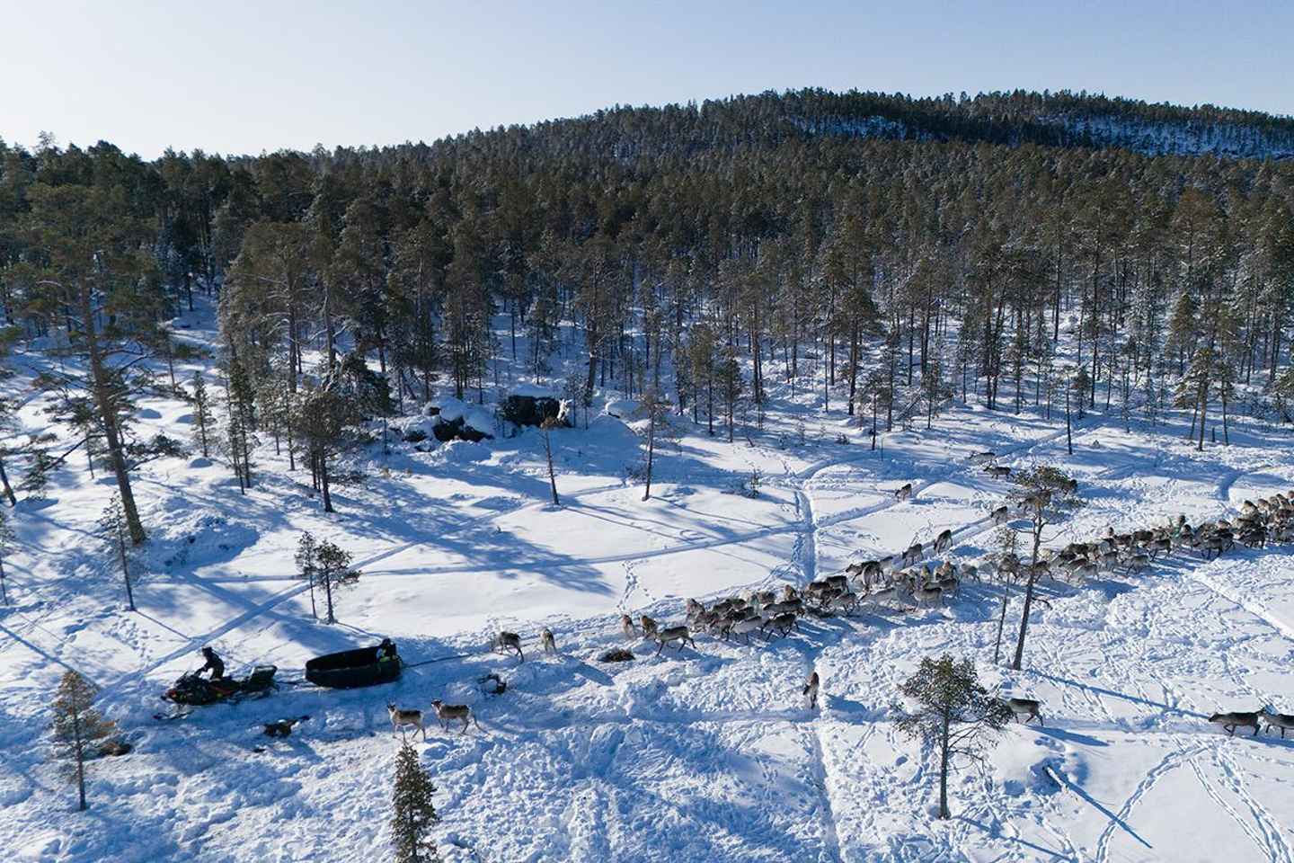 A day with reindeer herders in the wilderness