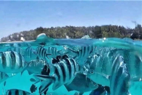 Zanzibar: Safari Blue Snorkeling, Sandbank & Seafood Lunch Shared Tour with Hotel Pickup & Drop-off