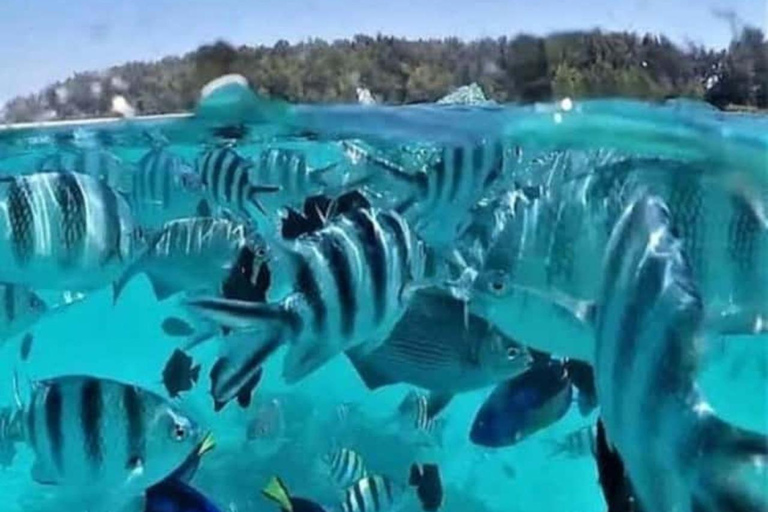Zanzibar: Safari Blue Snorkeling, Sandbank & Seafood Lunch Shared Tour with Hotel Pickup & Drop-off
