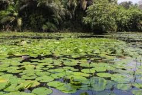 Zanzibar: Zipline Adventure in masingini forest tour Private tour with Hotel pick up & drop-off with entry ticket