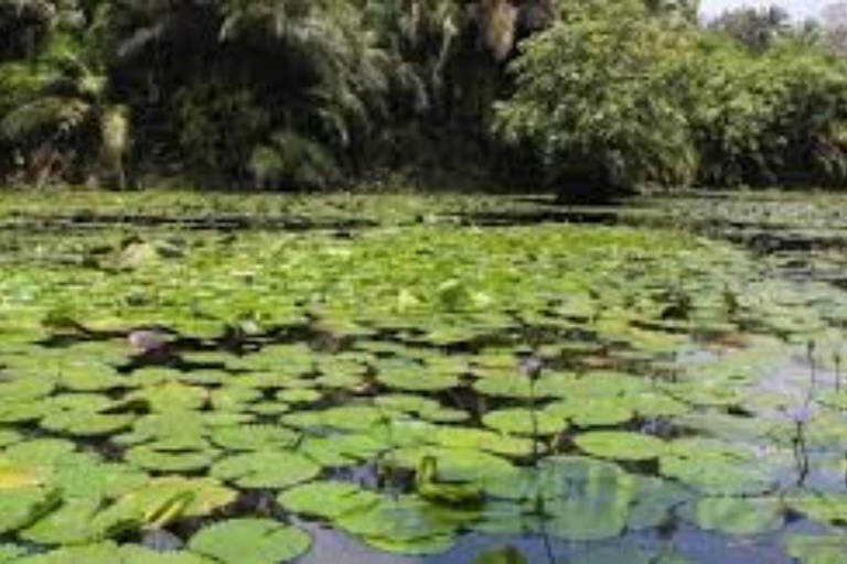 Zanzibar: Zipline Adventure in masingini forest tour Private tour with Hotel pick up & drop-off with entry ticket