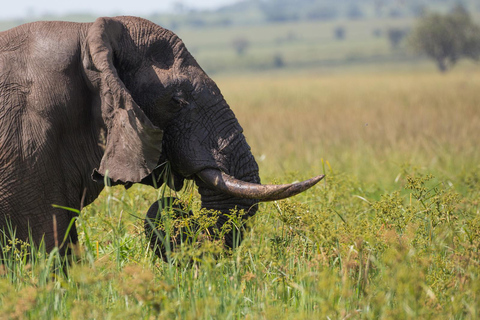 LOCATION: 3 Days Queen Elizabeth Park & Chimp Trekking Tour