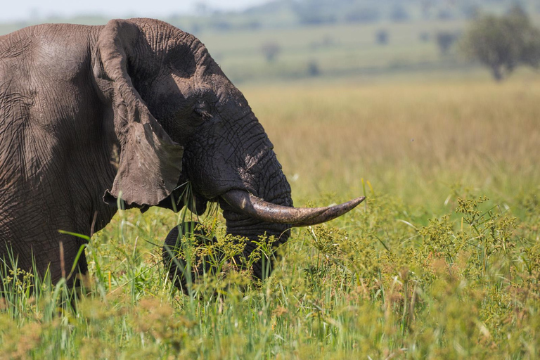 LOCATION: 3 Days Queen Elizabeth Park & Chimp Trekking Tour