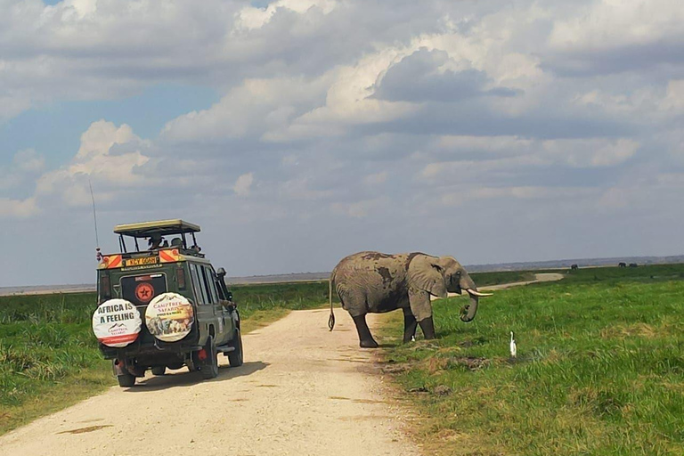 OVER NIGHT AMBOSELI PARK FROM NAIROBI BUDGET SAFARI.