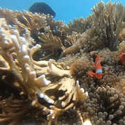 Explore 5 Hidden Gili Islands with Private Snorkeling Trip