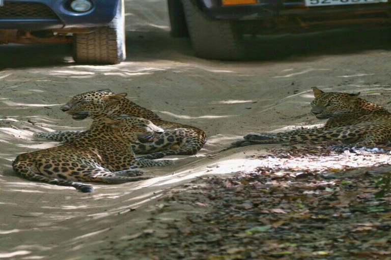 Colombo:Anuradhapura & Wilpattu Safari All Inclusive Tour Colombo: Anuradhapura & Wilpattu Safari only Transportation