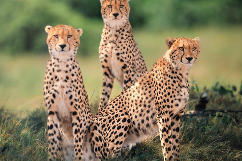 7-dagars safari i Kenya och Tanzania