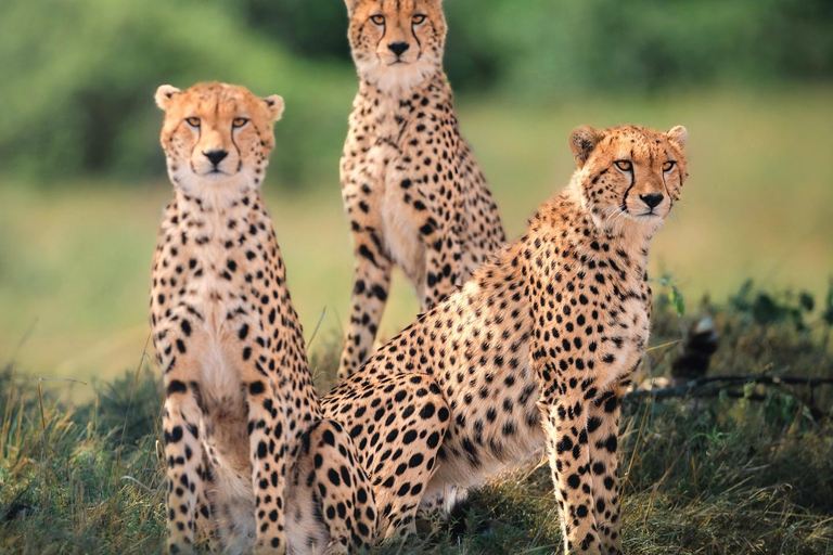 7-dagars safari i Kenya och Tanzania