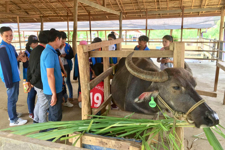 Visit buffalo farm, cooking-class forest, Kuang Si waterfall