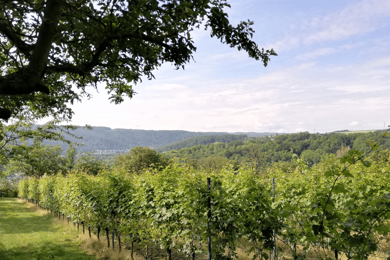 Coblence : Le vignoble vivant, la nature et la dégustation de vin