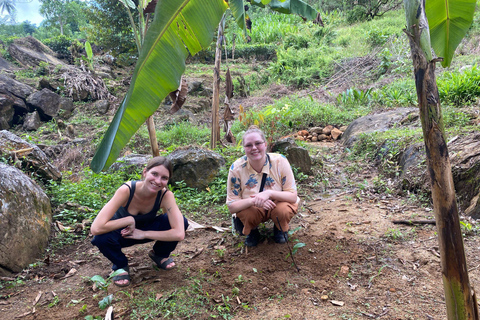 Colombo: Tour delle piantagioni di tè e delle tenute di gomma con pranzo