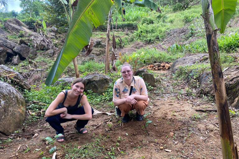 Colombo: Tour delle piantagioni di tè e delle tenute di gomma con pranzo