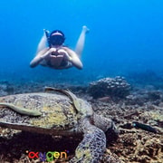 Koh Tao: Early Bird Snorkeling, Beat the Crowds & Spot Turtles
