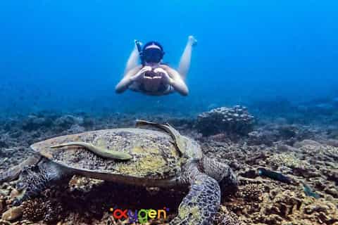 Koh Tao : Snorkeling matinal, évitez la foule et observez les tortues