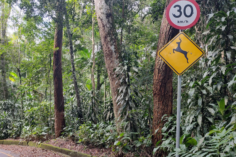 Watervallen en grottenpad in het Tijuca bos