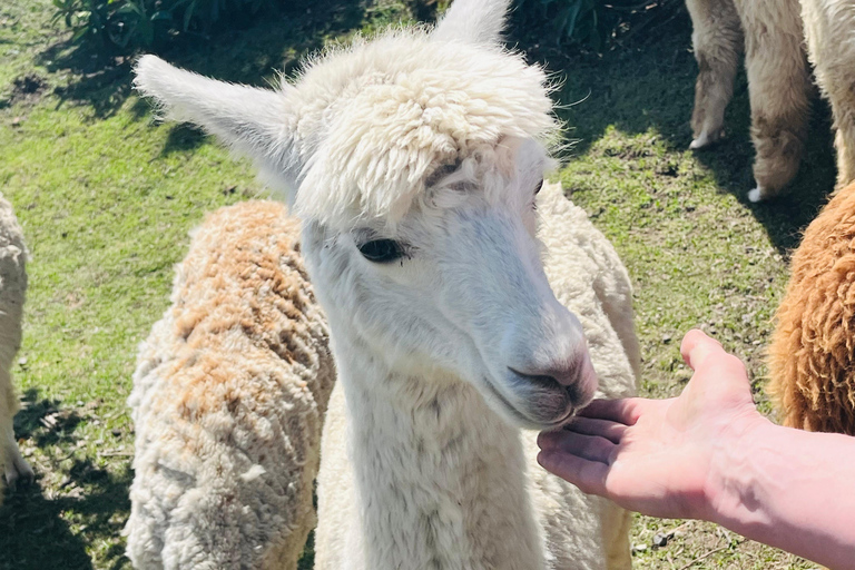 From Quito: Otavalo, Mercado de Ponchos, Cuicocha Lagoon, and Alpaca Farm Trip to Otavalo, Mercado de Ponchos, Cuicocha Lagoon, Alpaca Farm
