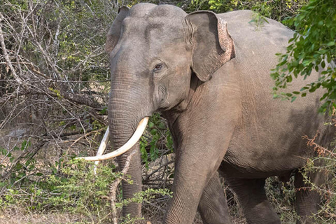 From Colombo: Sigiriya, Dambulla and Safari All in One day