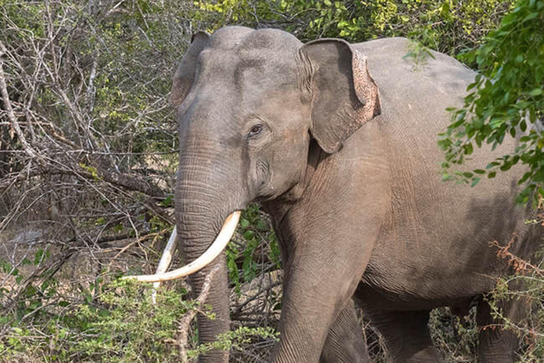 From Colombo: Sigiriya, Dambulla and Safari All in One day