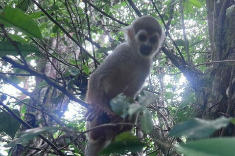 Puerto Plata: Monkeys, City Tour & Local Tastings