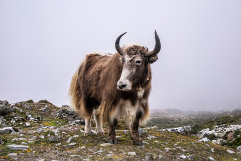 Everest Base Camp Trek - 6N/7D