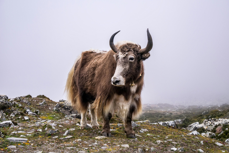 Everest Base Camp Trek - 6N/7D