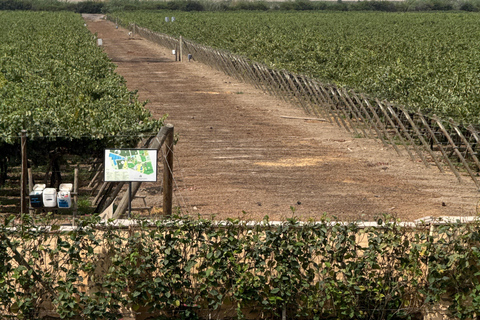 Paracas e Huacachina: Ilhas, Dune Buggy e Piquenique ao Pôr do SolParacas e Huacachina: Ilhas, Buggy nas Dunas e Piquenique ao Pôr do Sol