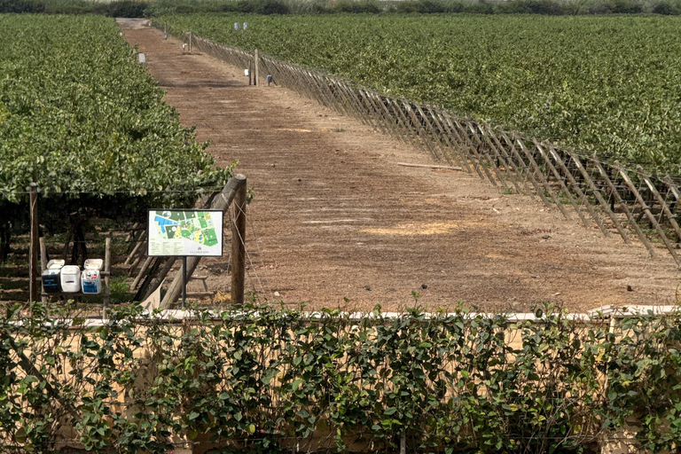 Paracas e Huacachina: Ilhas, Dune Buggy e Piquenique ao Pôr do SolParacas e Huacachina: Ilhas, Buggy nas Dunas e Piquenique ao Pôr do Sol
