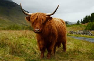 Edinburgh Highlights – Private Tour, 2 oder 4 Stunden