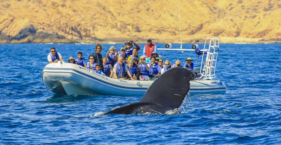 Cabo San Lucas: 2-Hour Whale Watching Adventure