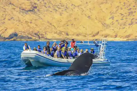 Cabo San Lucas: 2-Hour Whale Watching Adventure