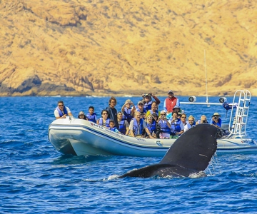 Cabo San Lucas: 2-Hour Whale Watching Adventure