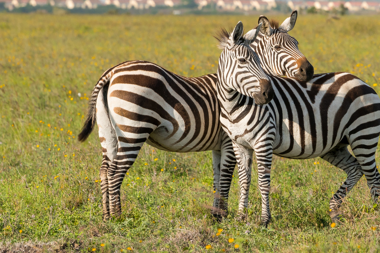 Nairobi: Helicopter Tour with Wildlife and City Views For Group of 3