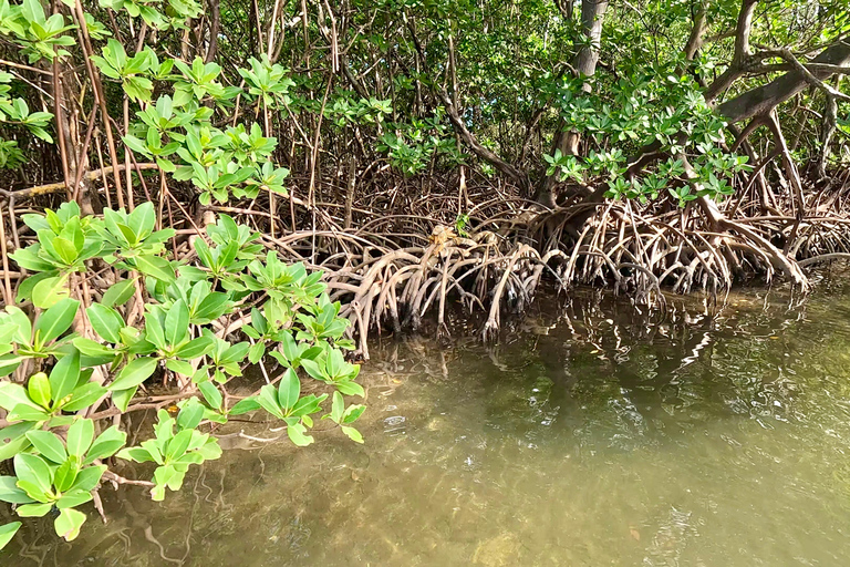 Ft Lauderdale: Combo Deal Snorkel Reefs, Kayak/SUP Mangroves