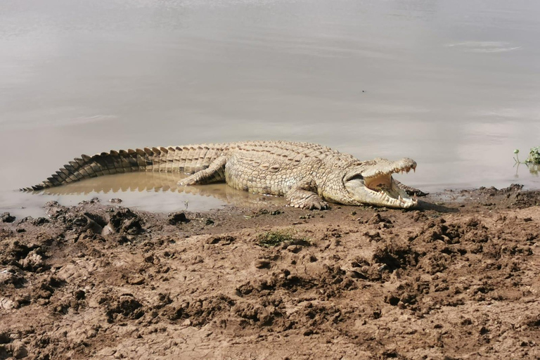 Parc national de Nairobi ; 4 heures de route en voiture dans le seul parc urbain du monde