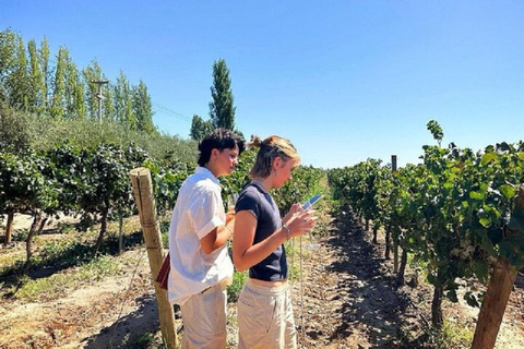 Mendoza: Dagvullende tour bezoek en proeverij - 3 wijnmakerijenRegio Maipu