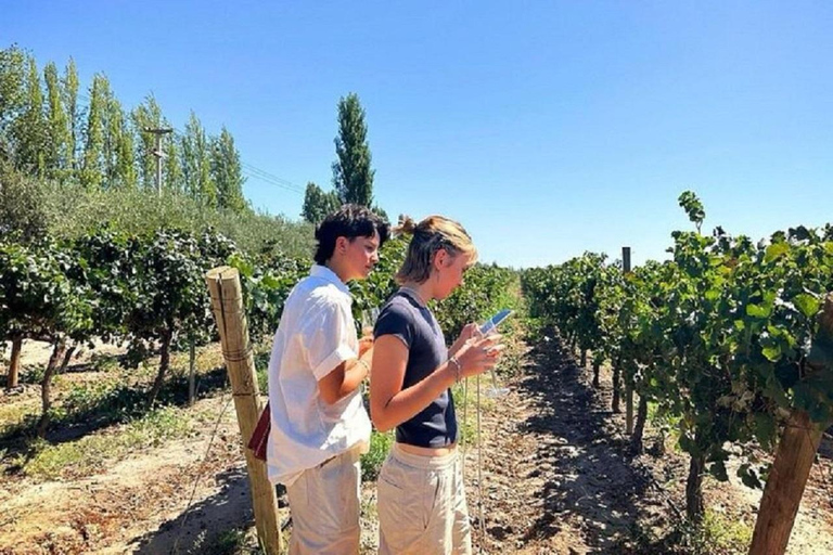 Mendoza : visite d'une jounée, visite et dégustation - 3 domaines viticolesRégion Maipu