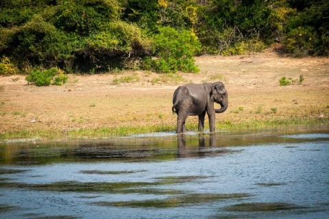 Van Ella: - Yala National Park Spannende safari van een halve dag