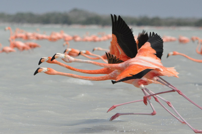 Jukatan: Las Coloradas Pink Lake i Rio Lagartos Tour z lunchem