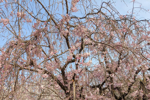 Hiroshima: Excursión en el Parque Conmemorativo de la Paz a la Isla de Miyajima