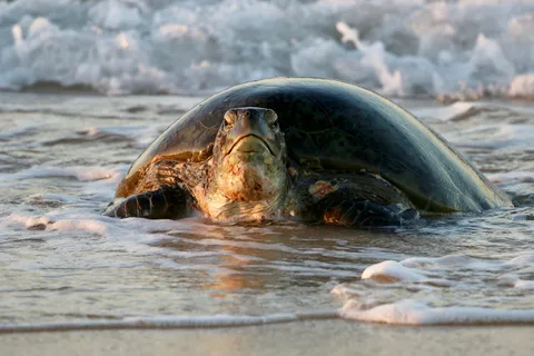 Exmouth: Excursión de verano al atardecer para observar tortugas y estrellas