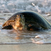Exmouth: Summer Sunset Turtle Watching and Stargazing Tour