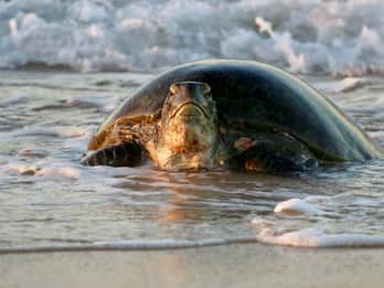 Exmouth: Summer Sunset Turtle Watching and Stargazing Tour